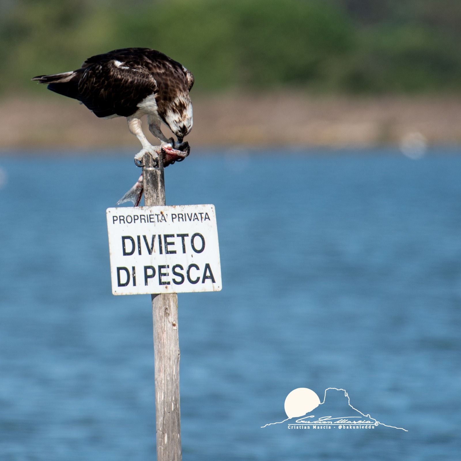 Falco pescatore PH Cristian Mascia