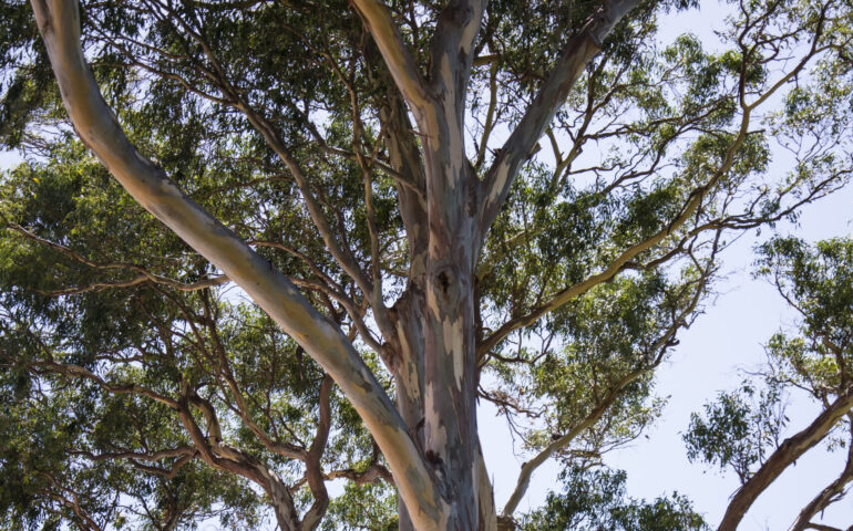 Perchè in Sardegna ci sono migliaia di eucalyptus?