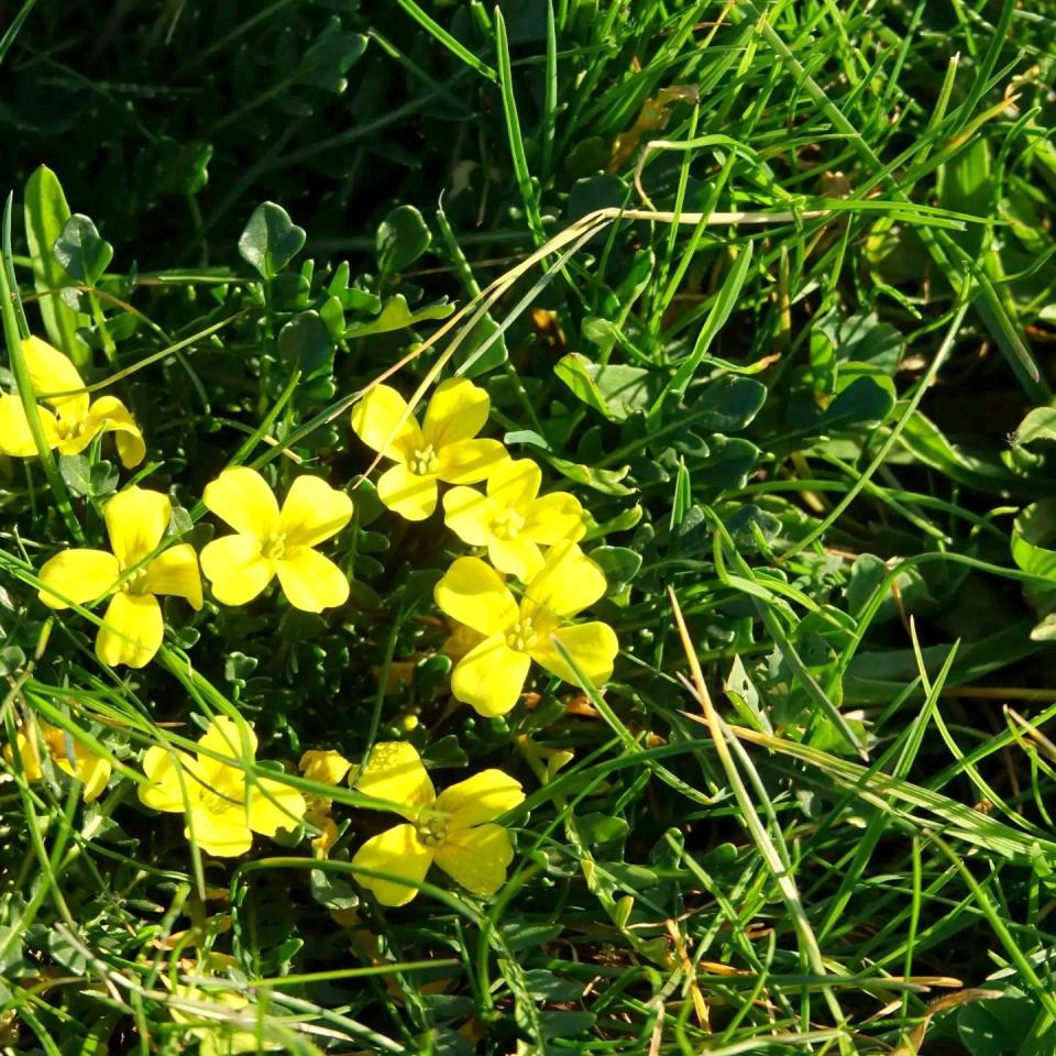 morisia