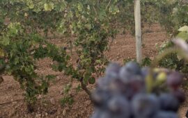 vendemmia