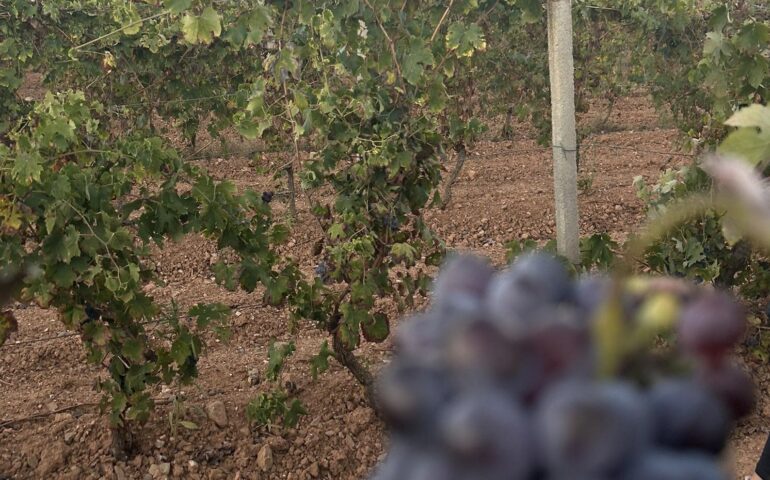 vendemmia