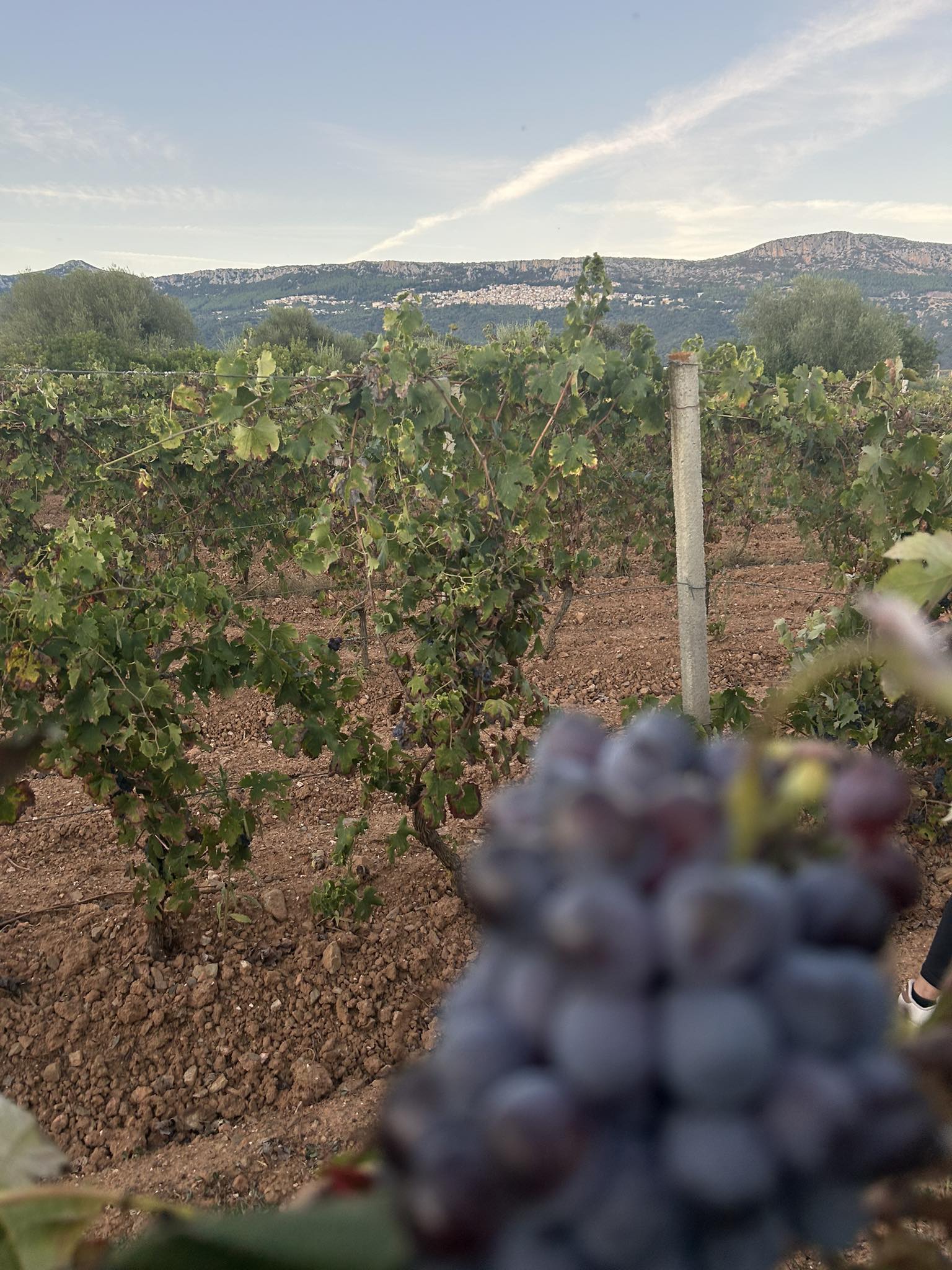 vendemmia