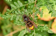 Allarme calabrone asiatico in Sardegna: primo nido trovato e distrutto a Ilbono