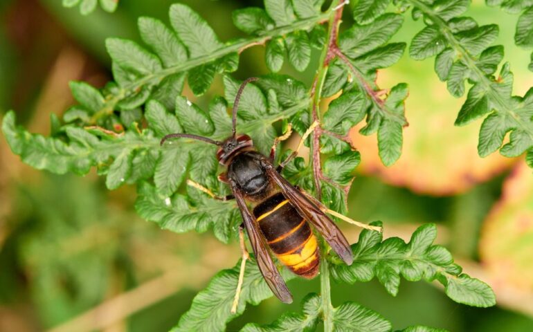 vespa velutina
