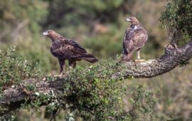 Le aquile tornano a volare in Sardegna: ecco dove poterle ammirare