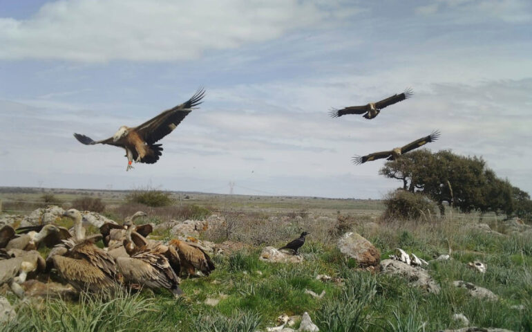 Grifoni in Sardegna, foto LIFE Safe for Vultures