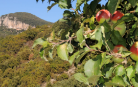 “S’appicconi”, il metodo antico di conservare la frutta in Ogliastra: sapete cos’è?