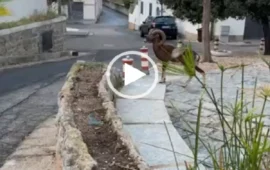 (VIDEO) Arbatax, un muflone a passeggio tra le strade del borgo marinaro