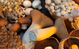 Autunno, tempo di funghi: sapete quali sono i più diffusi in Sardegna?