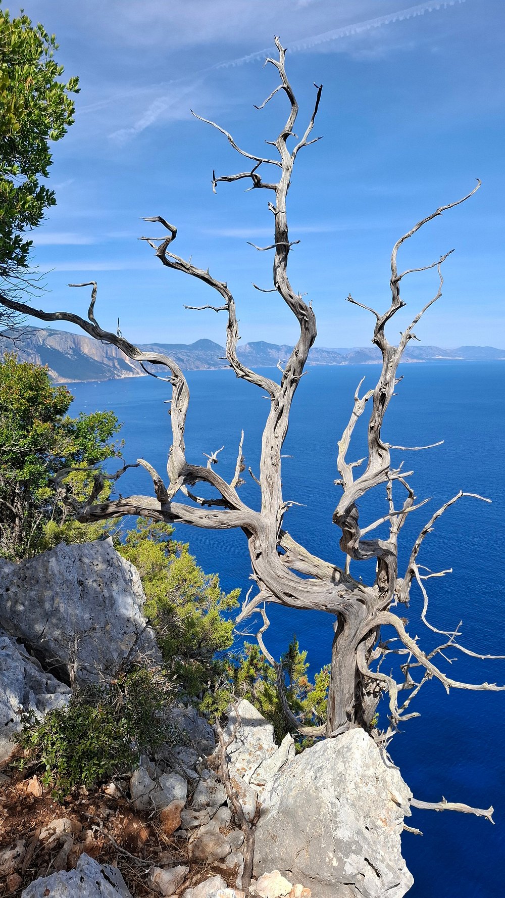 Il Selvaggio Blu