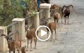 (VIDEO) Arbatax, passeggiata insolita a Cala Genovesi: sette mufloni tra le strade del borgo