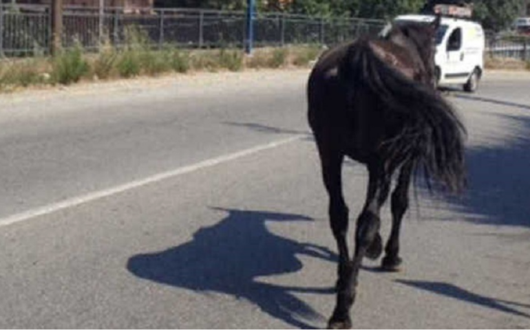 Un cavallo in mezzo alla strada