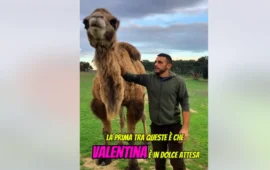 Ovodda, la famiglia dei cammelli barbaricini si allarga: Valentina è in dolce attesa