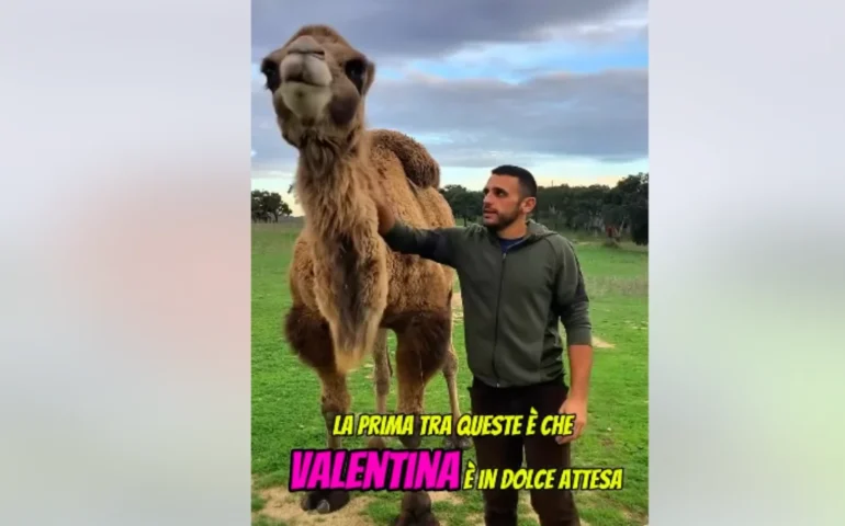 Ovodda, la famiglia dei cammelli barbaricini si allarga: Valentina è in dolce attesa