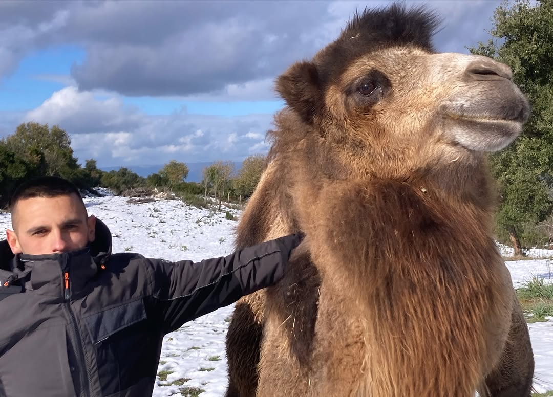 cammello a ovodda