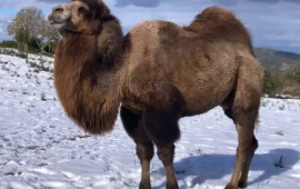 Ovodda, neve e gobbe d’Oriente: i cammelli barbaricini sono ormai parte del paesaggio sardo