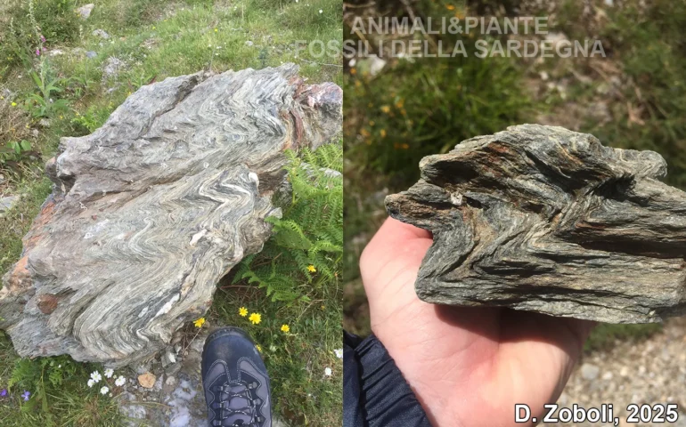 fossili punta lamarmora