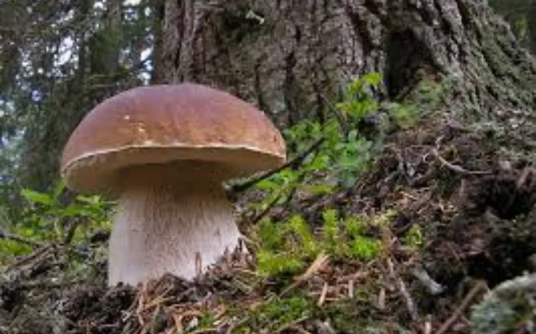 mostra funghi tortolì