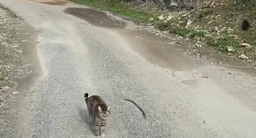 gatto di gairo vecchio