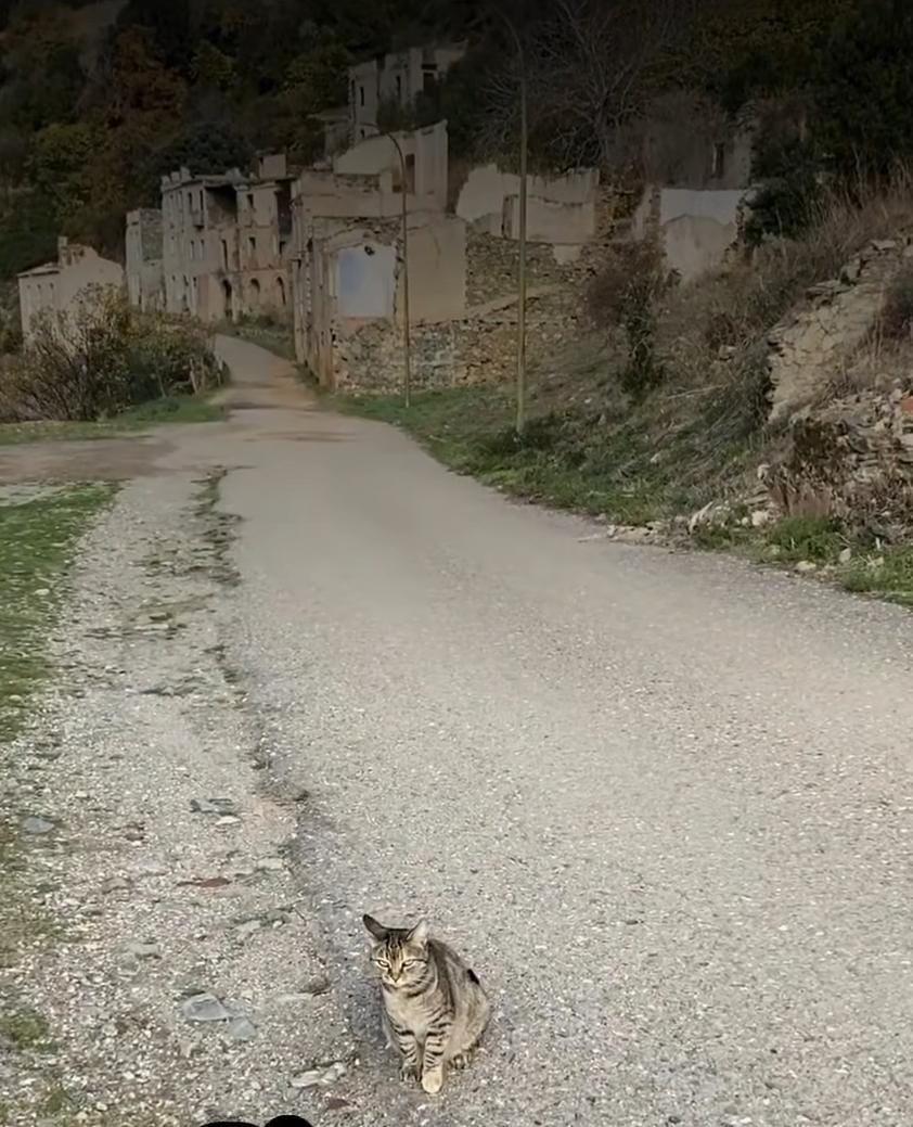 gatto di gairo vecchio