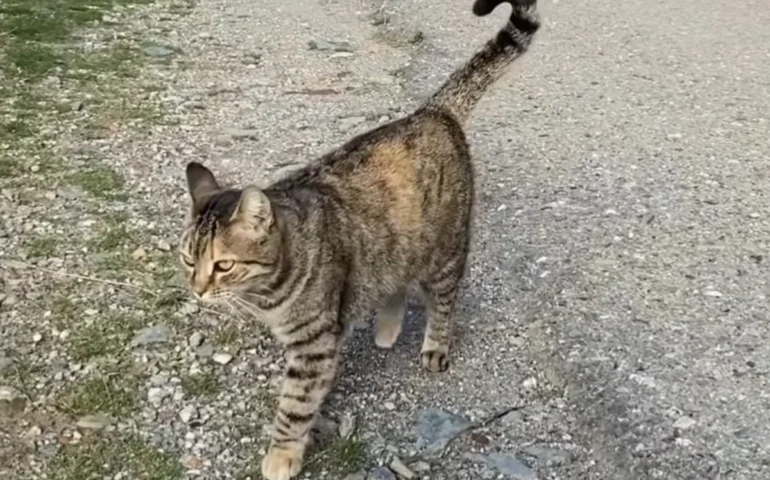 gatto di gairo vecchio