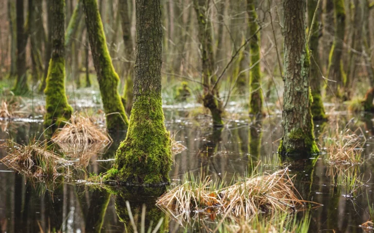 Incredibile ma vero: in Ogliastra, 295 milioni di anni fa, c’erano laghi, vulcani, paludi e “piccoli mostri”