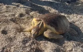 Santa Maria Navarrese, emozione in spiaggia: liberata una tartaruga marina dopo una lunga riabilitazione