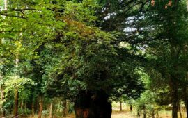 Il tasso di Bolotana