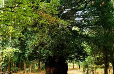 Il tasso di Bolotana