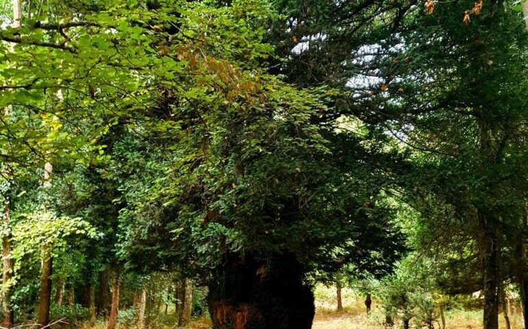 Il tasso di Bolotana