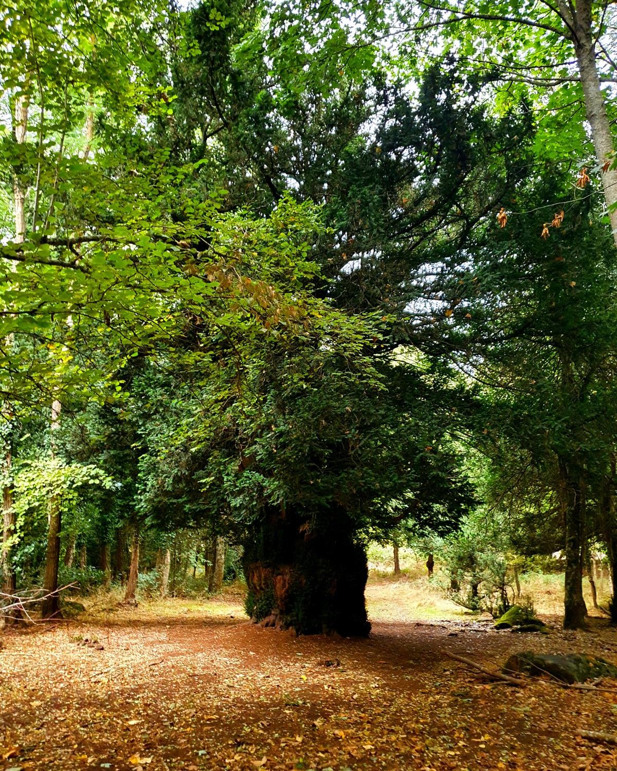 Il tasso di Badde Salighes