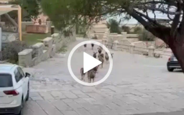 Incredibile spettacolo a Cala Genovesi: un branco di mufloni passeggia tra le viuzze del borgo