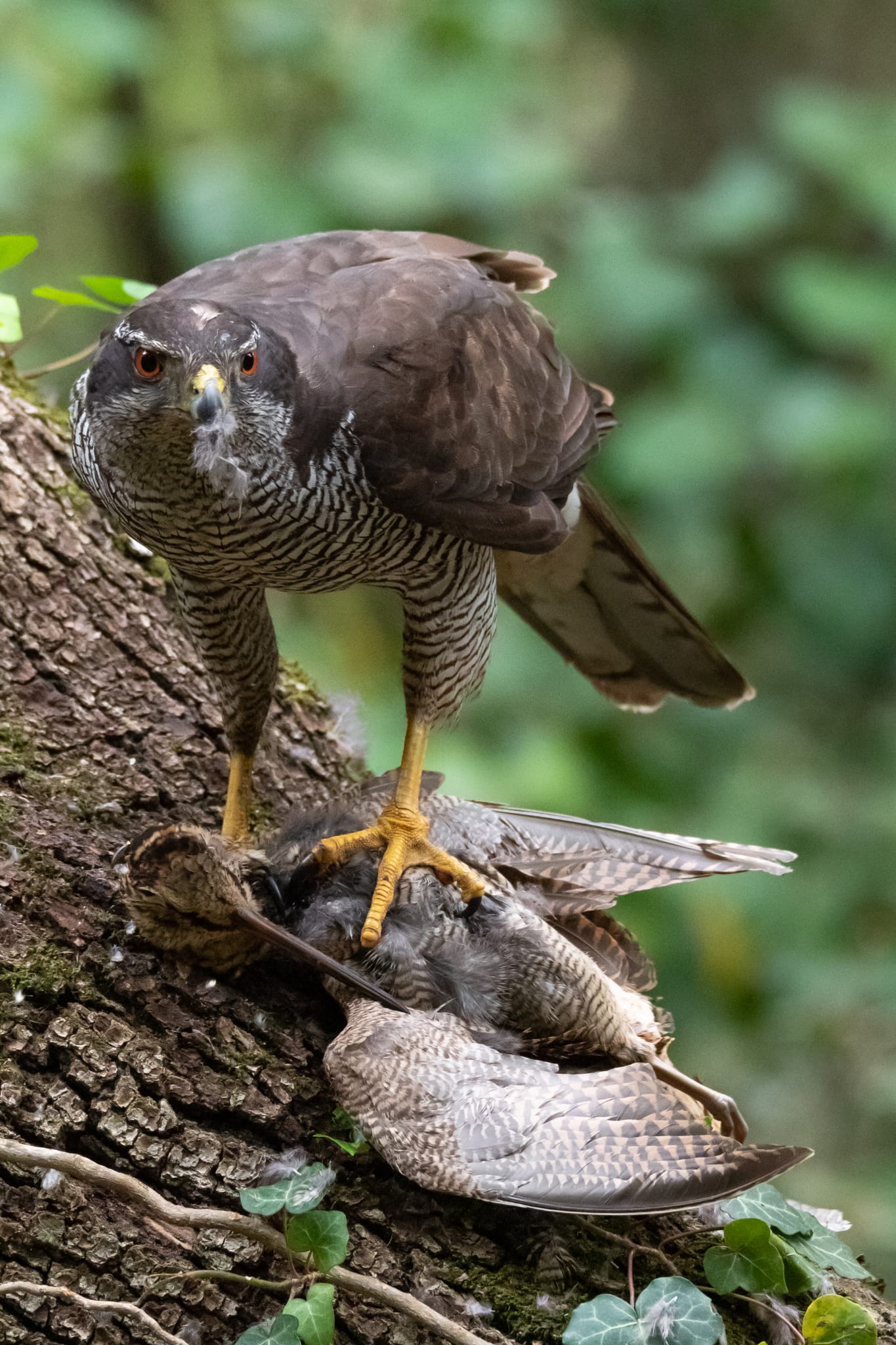 Astore sardo (accipiter gentilis arrigonii PH Daniele Lorrai