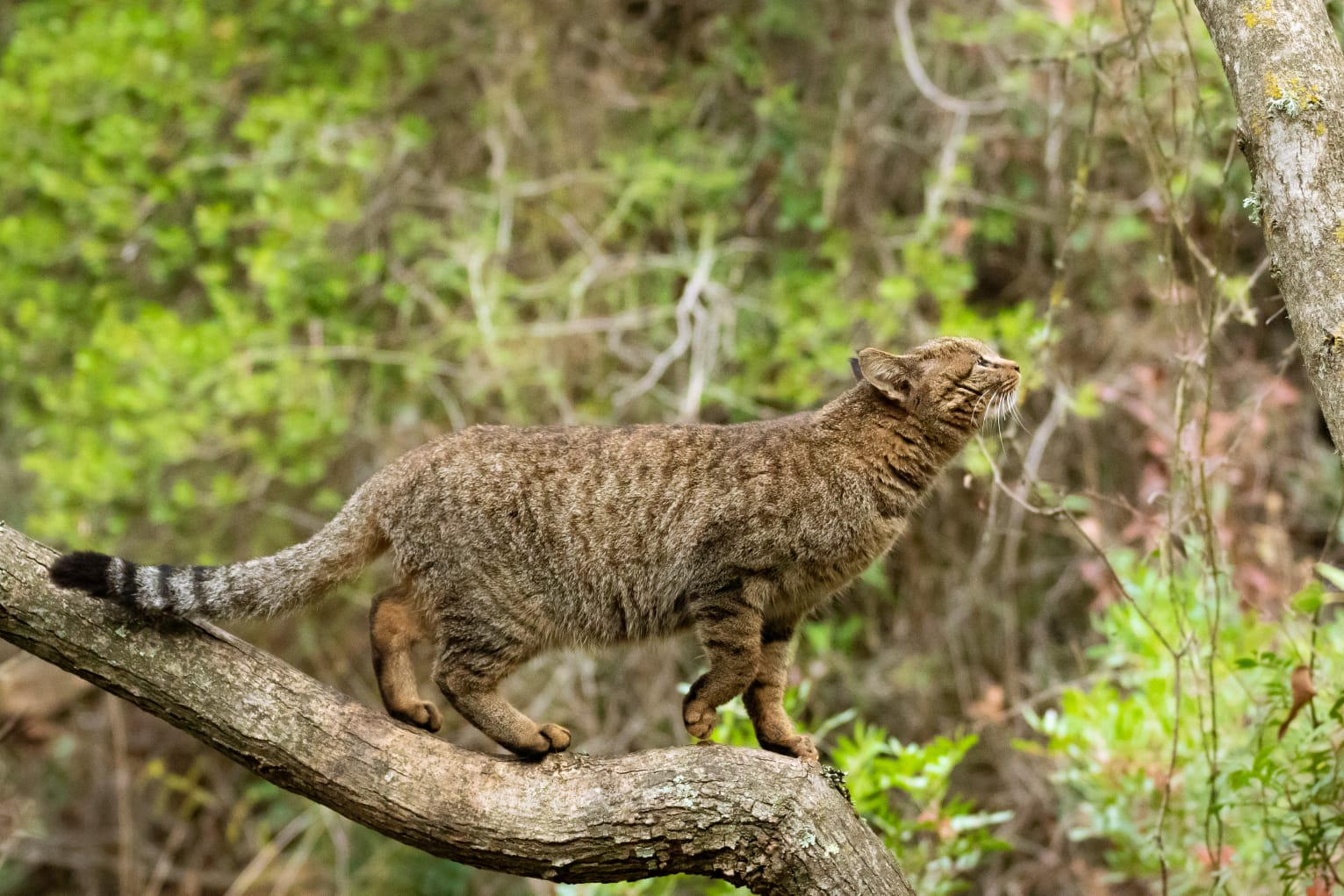 Gatto selvatico sardo (felis lybica sarda) PH Daniele Lorrai