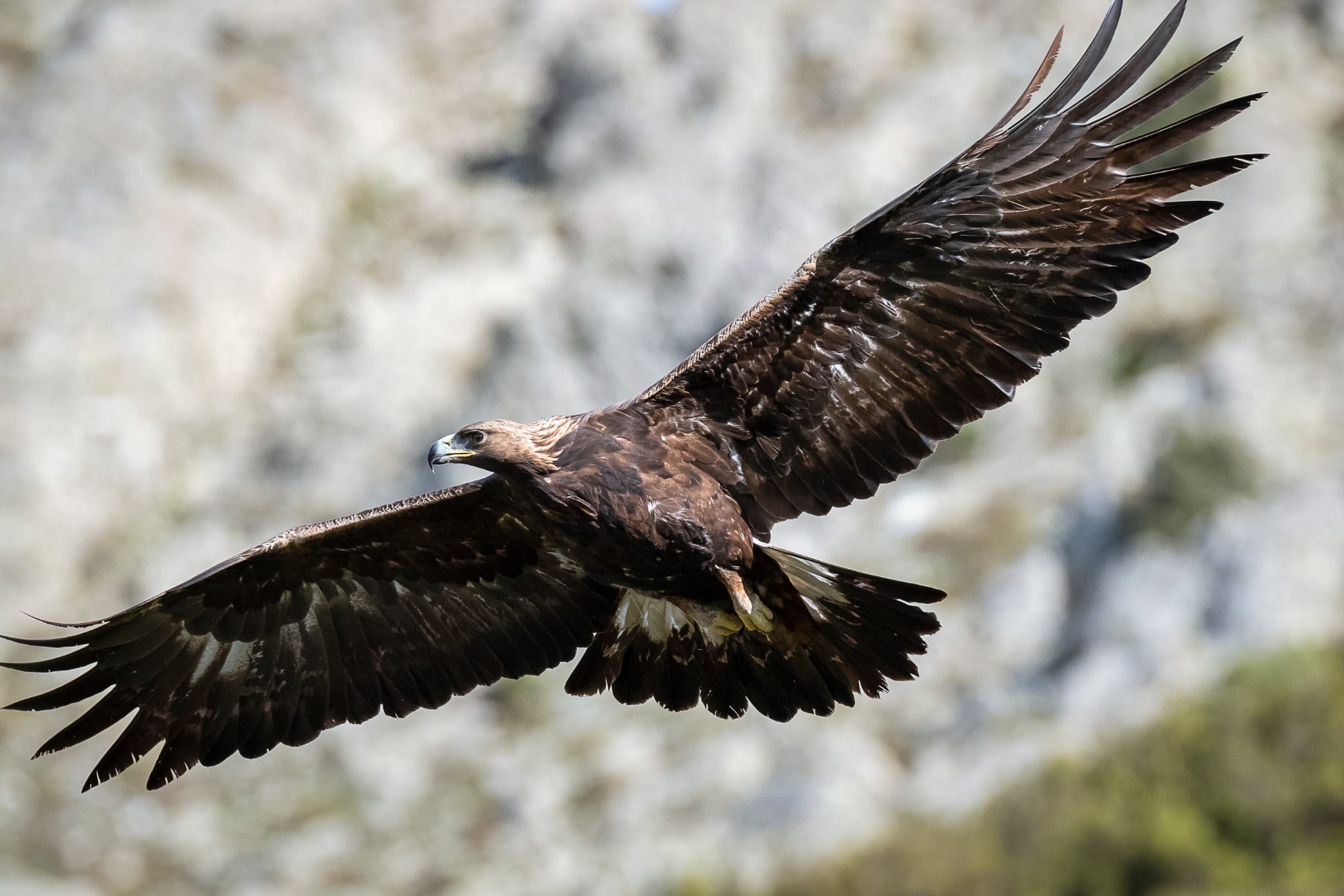 L'aquila reale (aquila chrysaetos) PH Daniele Lorrai
