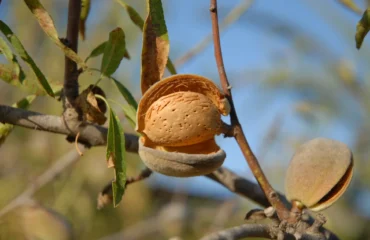 Mandorla, immagine di repertorio