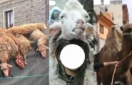 Cammello ucciso a Ovodda: la vicenda tenuta nascosta per mesi. L’animalista Rizzi: «Crudeltà inaudita, si faccia chiarezza»