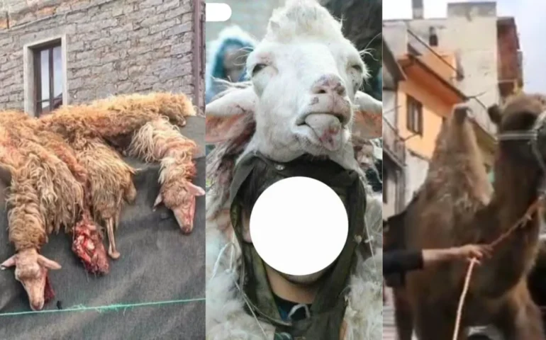 carnevale ovodda 2025