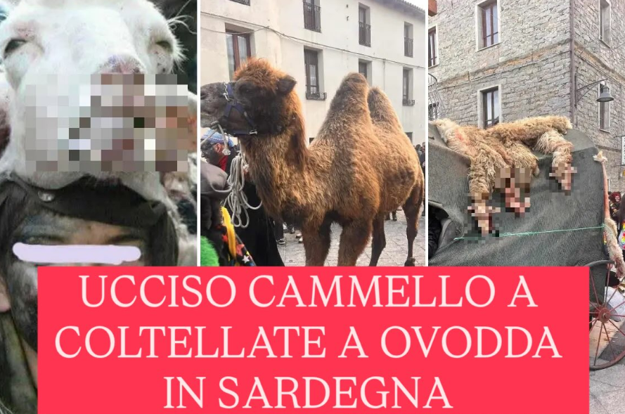 carnevale ovodda 2025