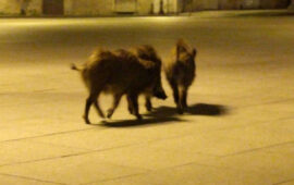 Cinghiali a spasso