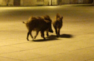 Cinghiali a spasso