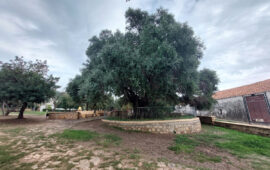 L'olivastro di Santa Maria Navarrese (Gian Carlo Tegas Facebook)