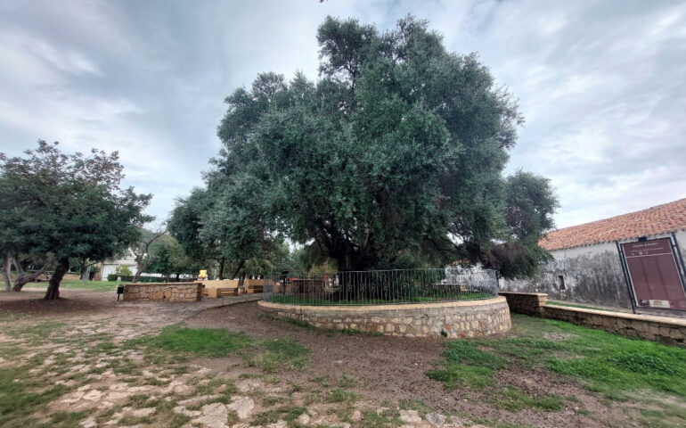 L'olivastro di Santa Maria Navarrese (Gian Carlo Tegas Facebook)