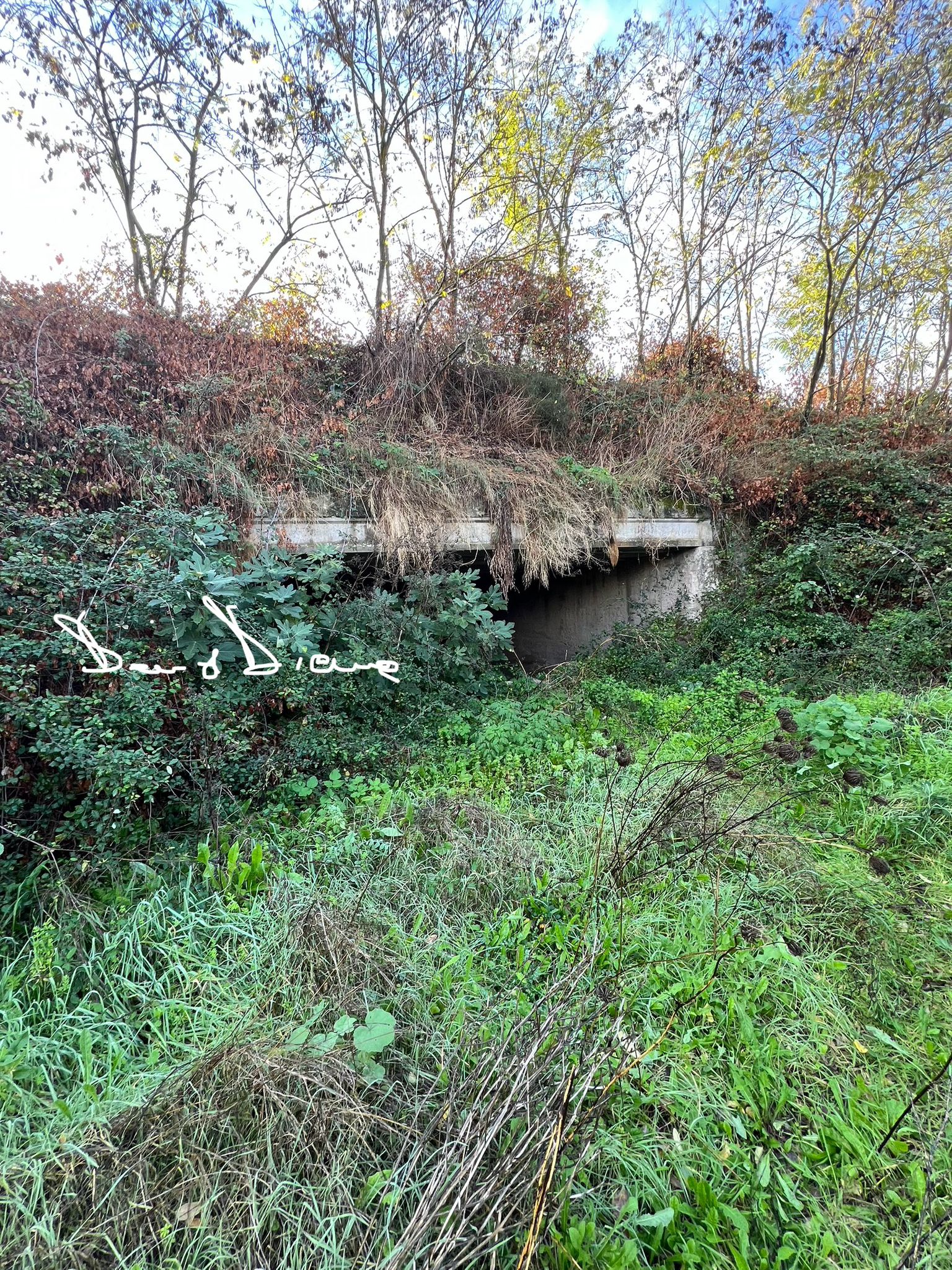 tomba sas concas a oniferi