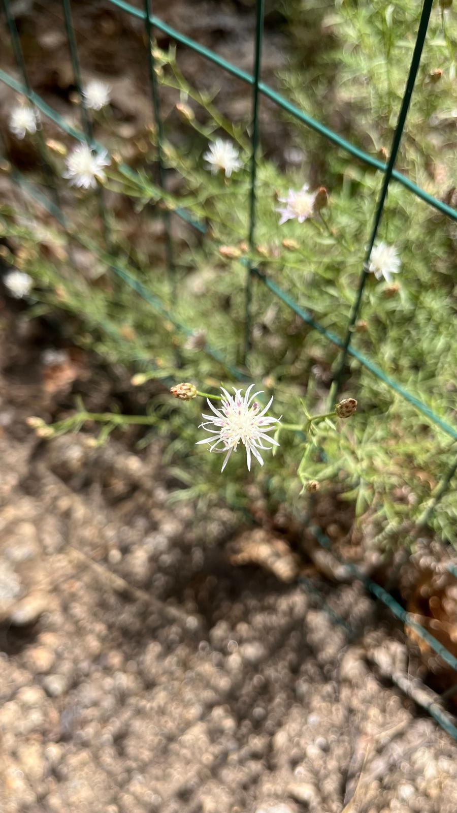 Il fiordaliso dei maestri, pH Luca Casari