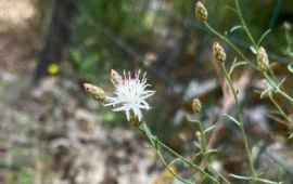 Sapete che a Villagrande esiste una pianta che non cresce in nessun’altra parte del mondo?