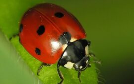 Una coccinella