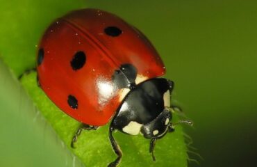 Una coccinella