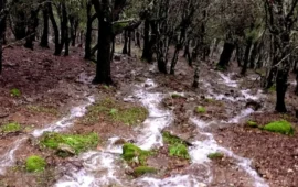 Dopo le grandi piogge: il fondamentale ruolo dei boschi sardi contro le frane