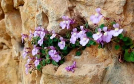 La Cimbalaria, la pianta che, sfidando le leggi della natura, cresce tra le fessure delle rocce sarde